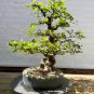 Korean Hornbeam Tree Bonsai Very Beautiful Mini 50 PCS Seeds