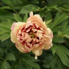 Kopper Kettle' Orange Peony Tree 5 PCS Seeds Kopper Kettle' Orange Peony Tree 5 PCS Seeds