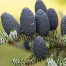Korean Fir Flores Abies koreana 100 PCS Seeds