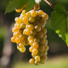 LaCrescent Golden Brown Grape 100 PCS Seeds