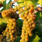 LaCrescent Golden Brown Grape 100 PCS Seeds
