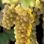 LaCrescent Golden Brown Grape 100 PCS Seeds
