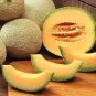 Korea Sweet Melon Very Delicious Hami Melon Muskmelon 10 PCS Seeds