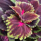 Kong Red Giant Coleus Herbs 20 PCS Seeds