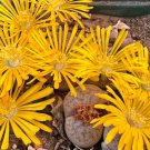 L. pseudotruncatella C73 Succulents Garden Plants 100 PCS Seeds