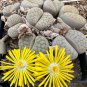 L. pseudotruncatella C73 Succulents Garden Plants 100 PCS Seeds