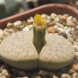 L. pseudotruncatella C73 Succulents Garden Plants 100 PCS Seeds