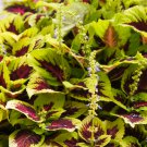 Kong Lime Sprite Coleus Herbs 20 PCS Seeds