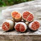 L. karasmontana C369B Succulents Garden Plants 100 PCS Seeds L. karasmontana C369B Succulents Garden Plants 100 PCS Seeds