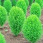 Kochia scoparia Mixed 5 Colors 500 PCS Seeds