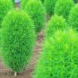 Kochia scoparia Mixed 5 Colors 500 PCS Seeds