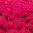 Kochia scoparia Burning Bush 500 PCS Seeds