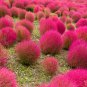 Kochia scoparia Burning Bush 500 PCS Seeds