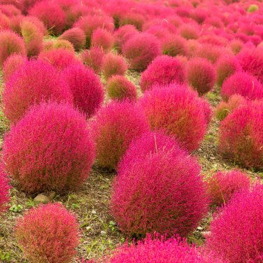 Kochia Scoparia Burning Bush Grass Green Red Mixed 200 PCS Seeds