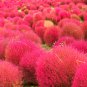 Kochia Scoparia Burning Bush Grass Green Red Mixed 200 PCS Seeds