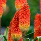 Kniphofia Flower red hot pokers-plants So Pretty Long Blomming 100 PCS Seeds