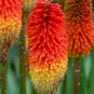 Kniphofia Flower red hot pokers-plants So Pretty Long Blomming 100 PCS Seeds