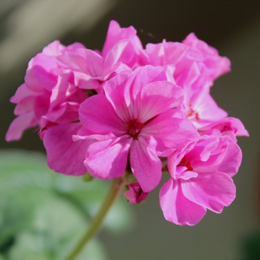 Kasuki Flower Flores Exotic Indoor Lavendar Geranium Rosa 100 PCS Seeds