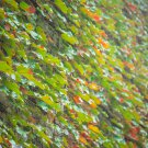 Kasuki Mixed Colors Boston Ivy Bonsai 100 PCS Seeds Kasuki Mixed Colors Boston Ivy Bonsai 100 PCS Seeds