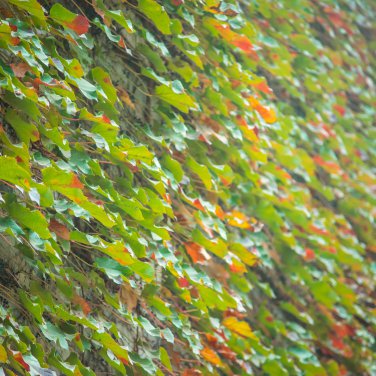 Kasuki Mixed Colors Boston Ivy Bonsai 100 PCS Seeds
