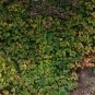 Kasuki Mixed Colors Boston Ivy Bonsai 100 PCS Seeds