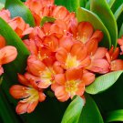 Kasuki Gorgeous Clivia Bonsai 100 PCS Seeds