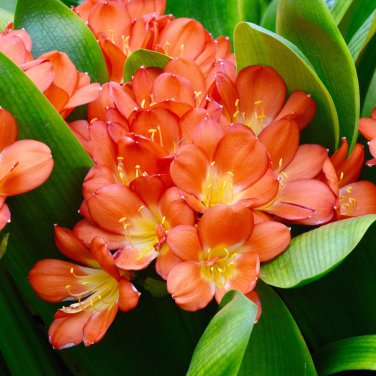 Kasuki Gorgeous Clivia Bonsai 100 PCS Seeds