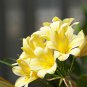Kasuki Gorgeous Clivia Bonsai 100 PCS Seeds