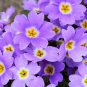 Kasuki Fresh Evening Primrose Seedlings Perennial Beautiful 100 PCS Seeds