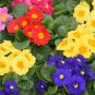 Kasuki Fresh Evening Primrose Seedlings Perennial Beautiful 100 PCS Seeds