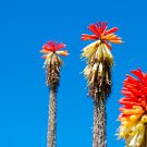 Kniphofia 'Elvira' Red Hot Poker Torch Lily 'Elvira' Flowers 100 PCS Seeds Kniphofia 'Elvira' Red Hot Poker Torch Lily 'Elvira' Flowers 100 PCS Seeds