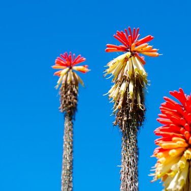 Kniphofia 'Elvira' Red Hot Poker Torch Lily 'Elvira' Flowers 100 PCS Seeds