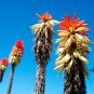 Kniphofia 'Elvira' Red Hot Poker Torch Lily 'Elvira' Flowers 100 PCS Seeds