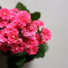 Kalanchoe Longevity Flower Rose Red Flowers 100 PCS Seeds Kalanchoe Longevity Flower Rose Red Flowers 100 PCS Seeds