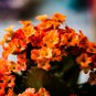 Kalanchoe Longevity Flower Rose Red Flowers 100 PCS Seeds