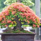 Kalanchoe Bonsai Longevity Flower Potted Plants 100 PCS Seeds