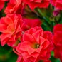Kalanchoe Bonsai Longevity Flower Potted Plants 100 PCS Seeds