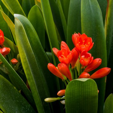 Kaffir Lily Clivia Plants 100 PCS Seeds