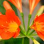 Kaffir Lily Clivia Plants 100 PCS Seeds