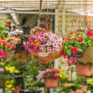 Kabloom Calibrachoa Mixed Bonsai Hanging Petunia 200 PCS Seeds