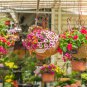 Kabloom Calibrachoa Mixed Bonsai Hanging Petunia 200 PCS Seeds