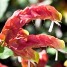 Justicia Brandegeana DIY Home Garden Potted Or Yard Flower Plant 100 PCS Seeds Justicia Brandegeana DIY Home Garden Potted Or Yard Flower Plant 100 PCS Seeds