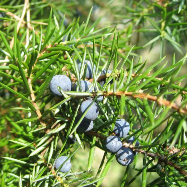 Juniperus Communis 50 PCS Seeds