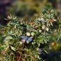 Juniperus Communis 50 PCS Seeds