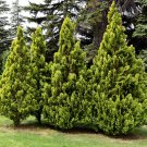 Juniperus Chinensis Tree Semente Plant Chinese Dragon Arborvitae 120 PCS Seeds