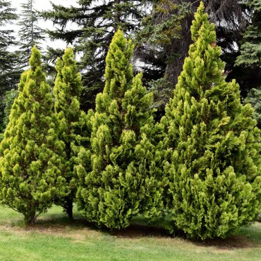 Juniperus Chinensis Tree Semente Plant Chinese Dragon Arborvitae 120 PCS Seeds