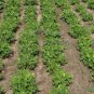 Jumbo Virginia Peanuts Untreated PCS Seeds