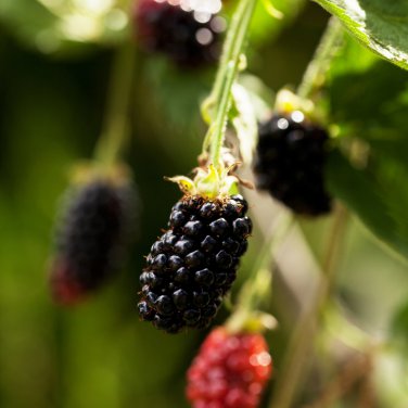 Jumbo Thornless Blackberry 100 PCS Seeds