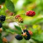 Jumbo Thornless Blackberry 100 PCS Seeds