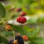 Jumbo Thornless Blackberry 100 PCS Seeds